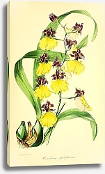 Постер Oncidium Spilopterum