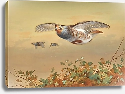 Постер Торнбурн Арчибальд (Бриджман) Partridge In Flight