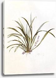 Постер Редюти Пьер Sanseviera carnea