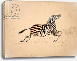 Постер Бэйнс Томас Full striped Quagga mare, presumably an undescribed variety, shot 20 or so miles south of the Zambesi, sketch from Rothschild bequest 1