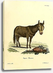 Постер Кулан Equus Hinnus
