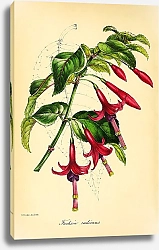 Постер Fuchsia Radicans