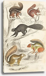 Постер Макгилливрей Уильям Squirrels