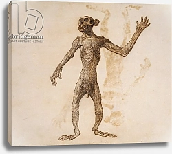 Постер Стаббс Джордж Monkey Standing, Anterior View