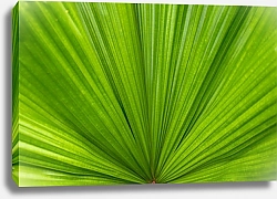 Постер Пальмовый лист - веер