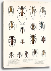 Постер Годман Фредерик Insecta Coleoptera Pl 209