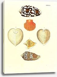 Постер Морские раковины 018