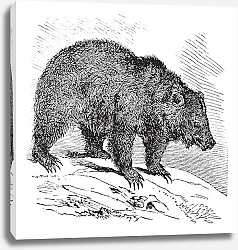 Постер JACK Bear (Ursus horribilis), vintage engraving
