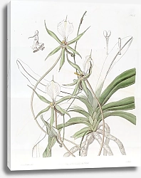 Постер Эдвардс Сиденем Long-tailed Angraecum