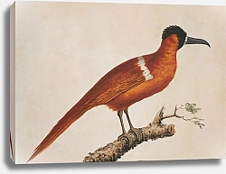 Постер Crimson Hornbill