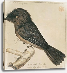 Постер Tawny Frogmouth