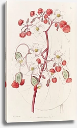 Постер Эдвардс Сиденем White and Scarlet Begonia