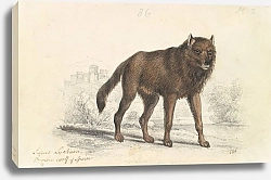 Постер Смит Чарльз Гамильтон The Black Wolf