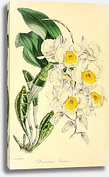 Постер Dendrobium Farmerii