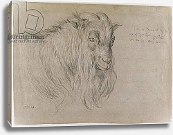 Постер Уорд Артур Study of the Head of a Ram