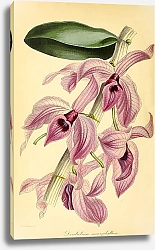 Постер Dendrobium Macrophyllum