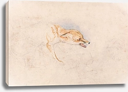 Постер Льюис Джон Этюд крадущейся лисы, обращенной вправо