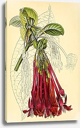 Постер Fuchsia Corymbiflora