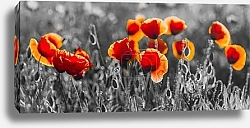 Постер red poppies, black and white