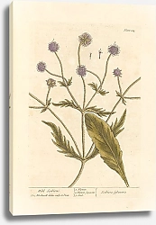 Постер Блэквелл Элизабет Дикий чесоточный клещ