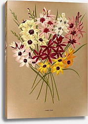 Постер Арендсен Арентина Гибридные Иксии