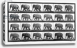 Постер Муйбридж Идвеард Elephant walking, plate 733 from 'Animal Locomotion', 1887
