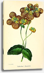 Постер Calceolaria Standishii