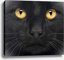 Постер Черный кот 2