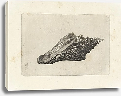 Постер Холлар Вецеслаус (грав) Tuba false fusus