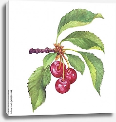 Постер Веточка черной вишни с ягодами и листьями