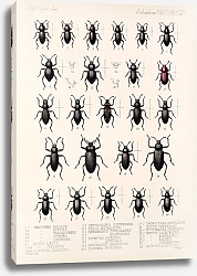 Постер Годман Фредерик Insecta Coleoptera Pl 100