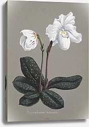 Постер Неизвестен Коллекция орхидей, пл.29