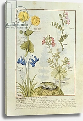 Постер Тестард Робинет (бот) Ms Fr. Fv VI #1 fol.141r Illustration from the 'Book of Simple Medicines'