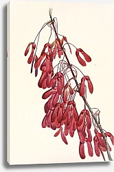 Постер Уолкотт Мари Каролинский клен. Acer carolinianum