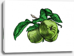Постер Яблочная ветвь с зелеными фруктами и листьями