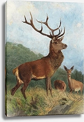Постер Дейкер Карл Доминирующий Олень