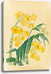 Постер Dendrobium Fimbriatum 2