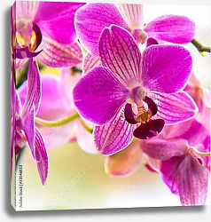 Постер Орхидеи 45