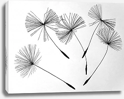 Постер Семена одуванчика на белом фоне