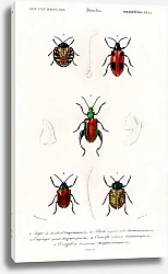 Постер Различные виды жуков