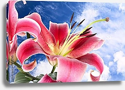 Постер Большая розовая лилия на фоне неба