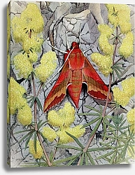 Постер Робер Поль-Андре Поросенок