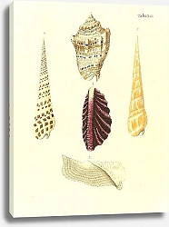 Постер Морские раковины 023