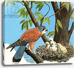 Постер Дэвис Р. (жив, дет) Kestrel and chick
