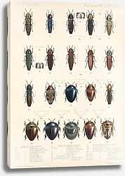 Постер Годман Фредерик Insecta Coleoptera Pl 063