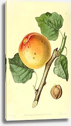 Постер Римский абрикос