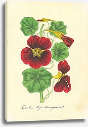 Постер Tropaeolum Majus Atrosanguineum 2