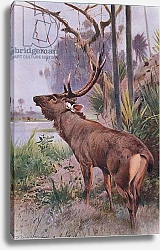 Постер Кунер Вильгельм Sambar, from Wildlife of the World published by Frederick Warne & Co, c.1900
