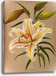 Постер Арендсен Арентина Позолоченная лилия