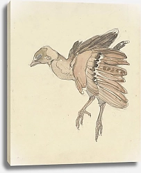 Постер Хойтема Тео Мертвая птица